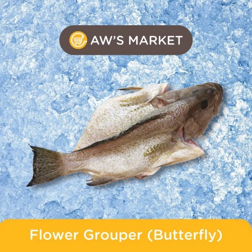 Flower Grouper Butterfly 花斑